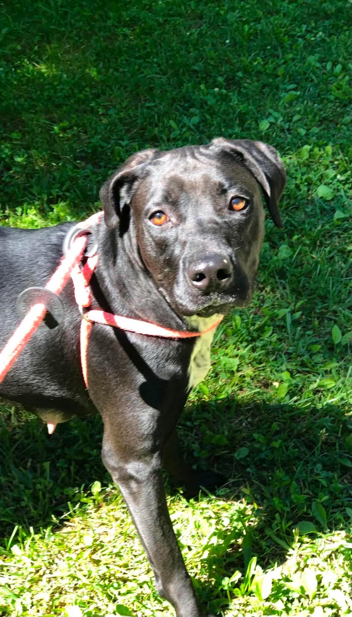 Enlarge Caleesi, a Adoptable Mountain Cur in Elkins, WV image 2/3