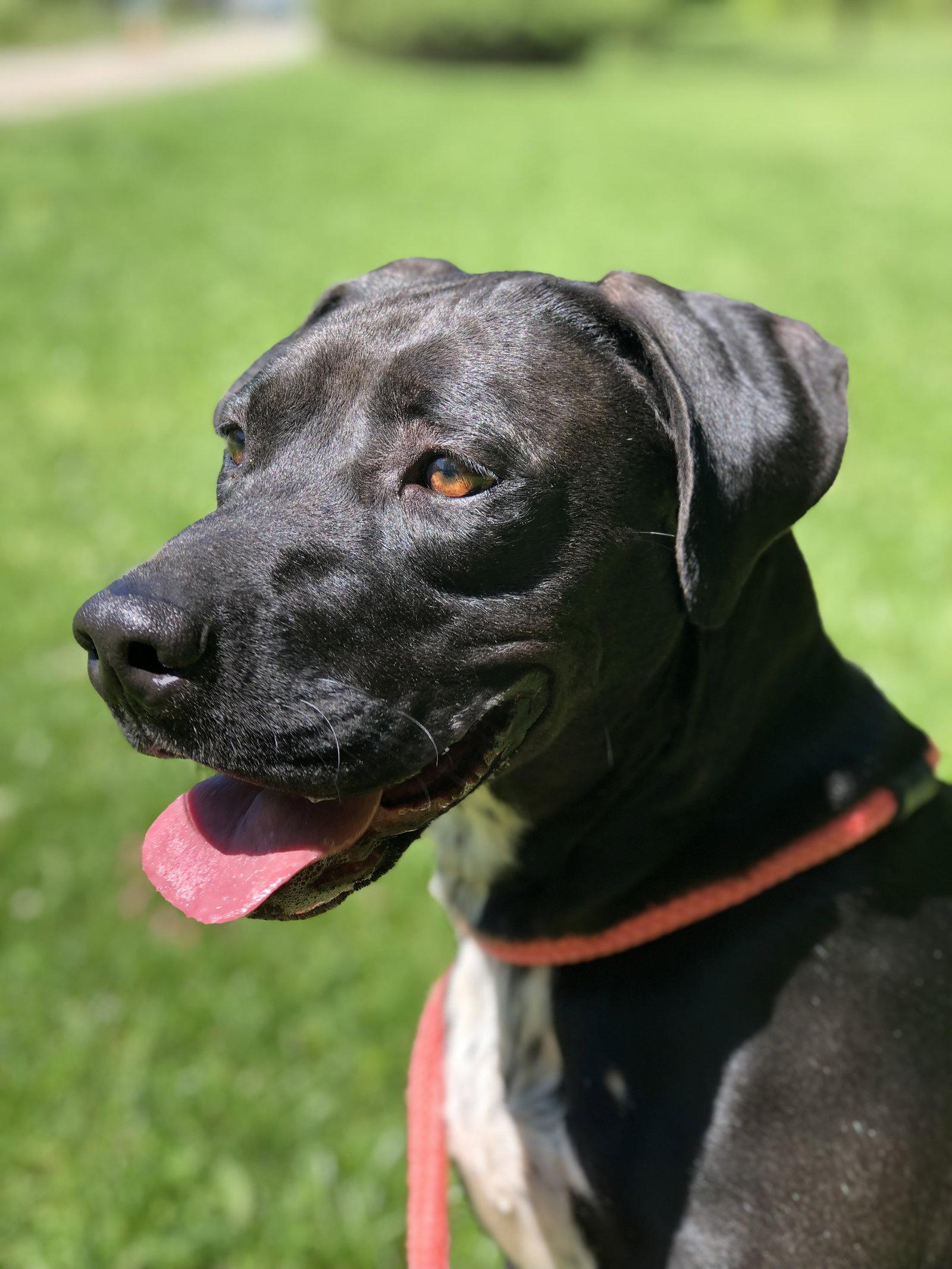 Enlarge Caleesi, a Adoptable Mountain Cur in Elkins, WV image 3/3