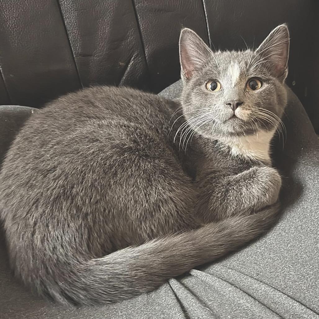 Max, Adoptable, Kitten Male Domestic Short Hair.