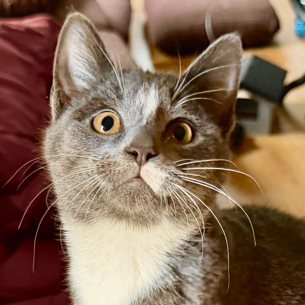 Enlarge Max, a Adoptable Domestic Short Hair in SLIPPERY ROCK, PA image 2/4