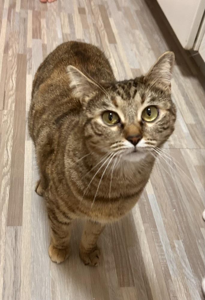 Enlarge Saki, a Adoptable Tabby in Denver, CO image 1/4