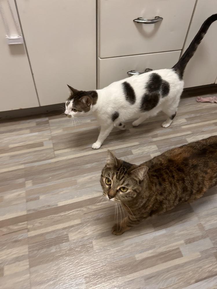 Enlarge Saki, a Adoptable Tabby in Denver, CO image 2/4