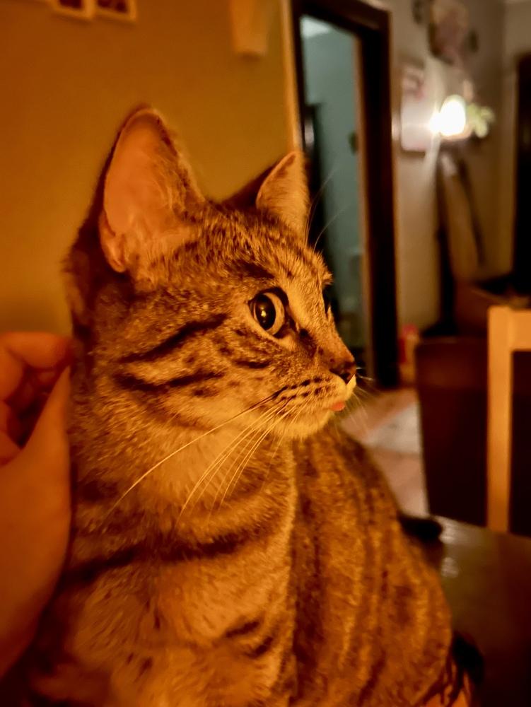 Enlarge Saki, a Adoptable Tabby in Denver, CO image 3/4