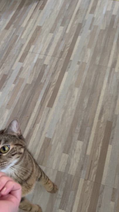 Enlarge Saki, a Adoptable Tabby in Denver, CO video 4/4