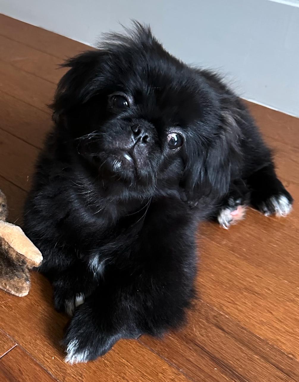 Aries - Peke Puppy, Adopted, Puppy Male Pekingese.