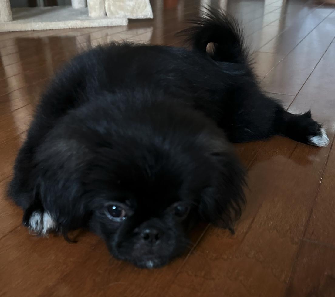 Aries - Peke Puppy, a Adopted Pekingese in Osteen, FL image 2/3