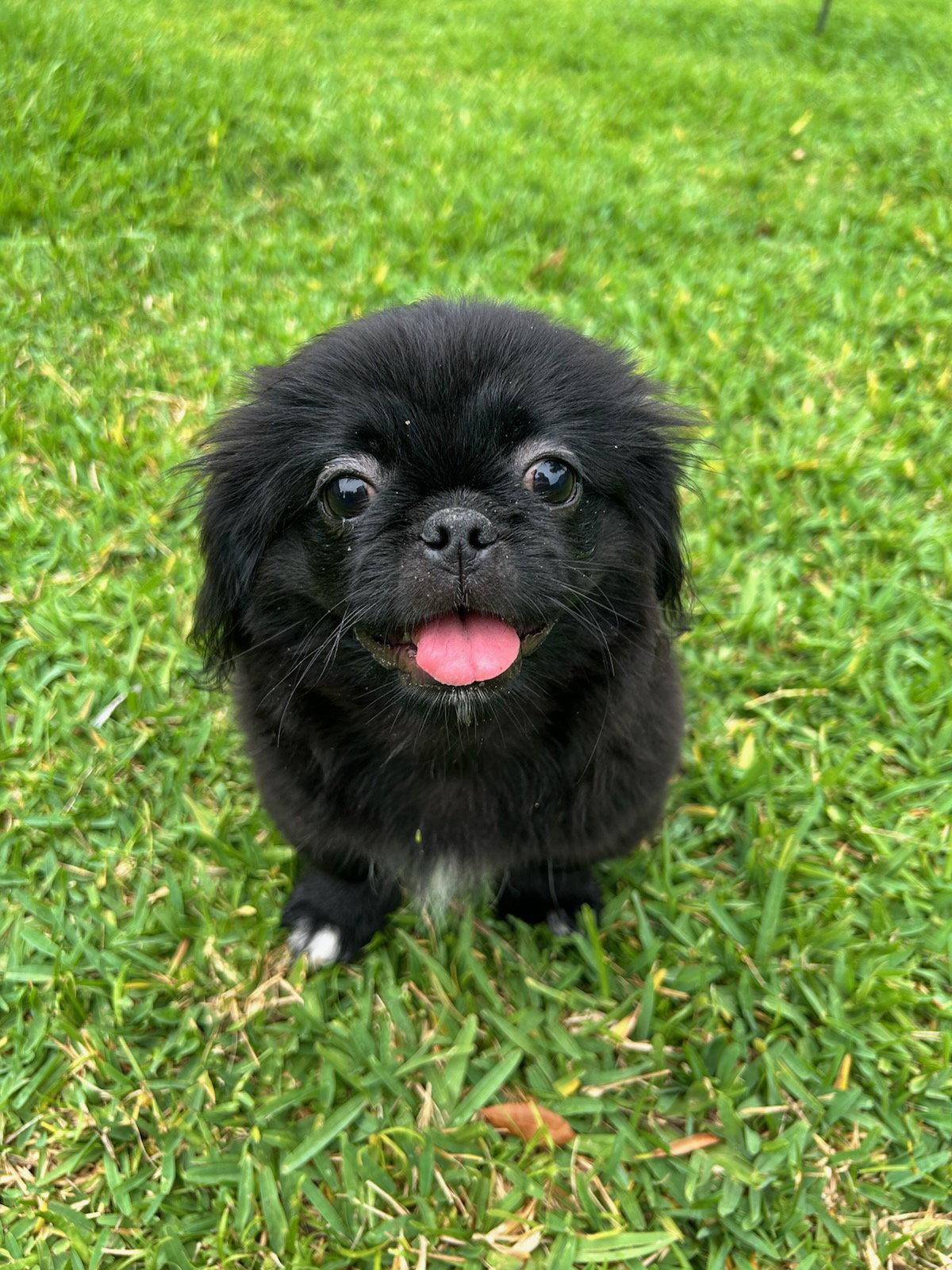Aries - Peke Puppy, a Adopted Pekingese in Osteen, FL image 3/3