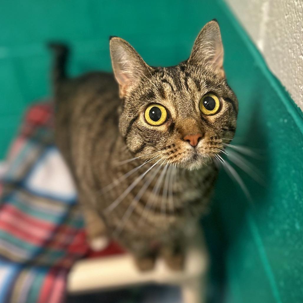 Enlarge Luna, a Adoptable Domestic Short Hair in Fredericksburg, VA image 1/2