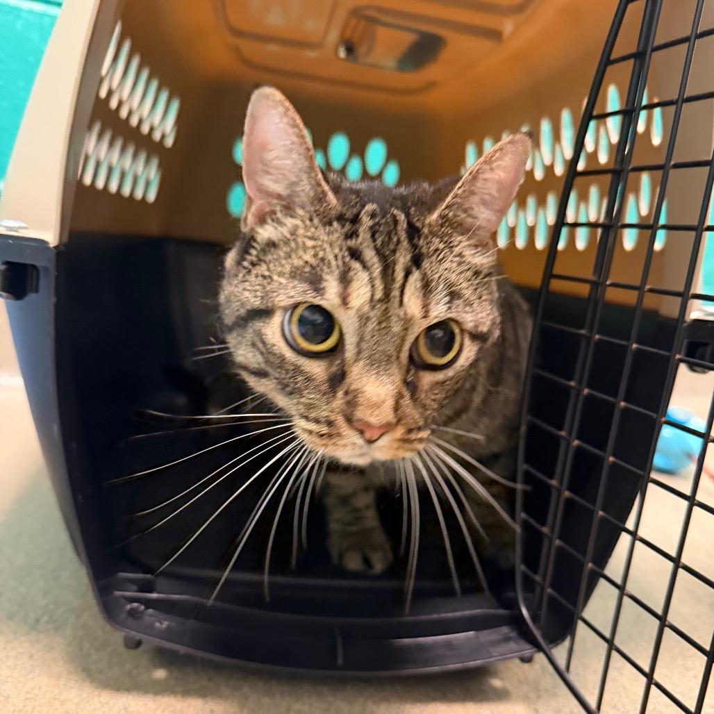 Enlarge Luna, a Adoptable Domestic Short Hair in Fredericksburg, VA image 2/2