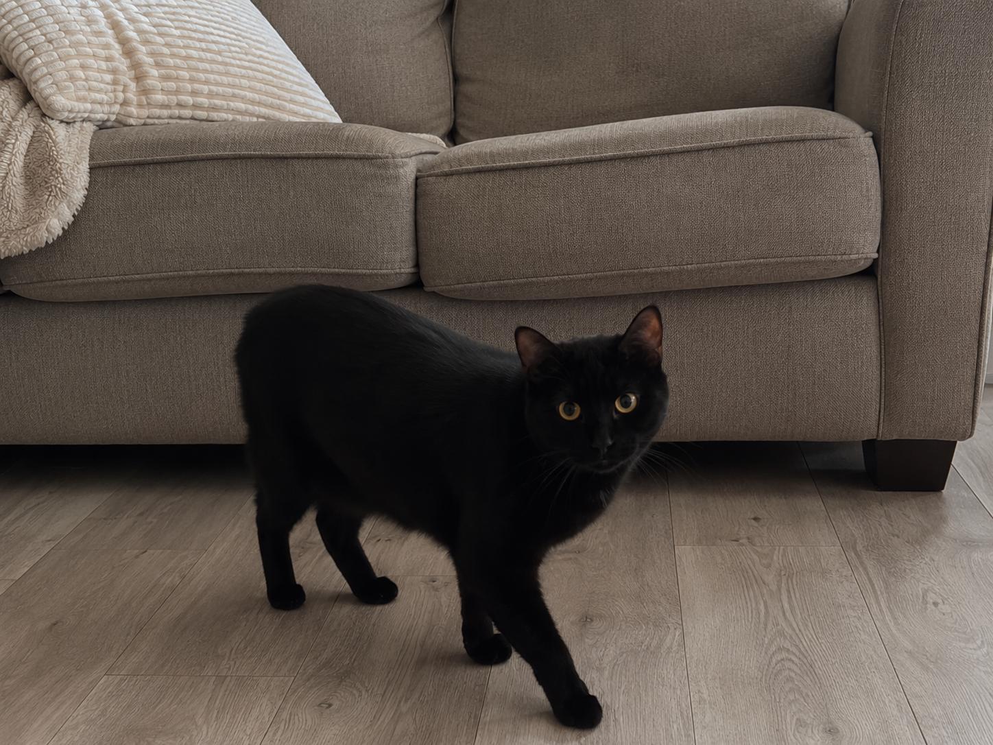 Onyx, a ADOPTABLE Domestic Short Hair in Bonney Lake, WA image 5/6