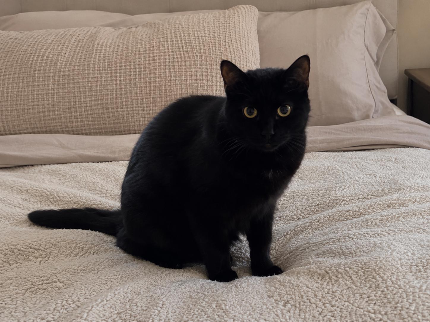 Onyx, ADOPTABLE, Young Male Domestic Short Hair.