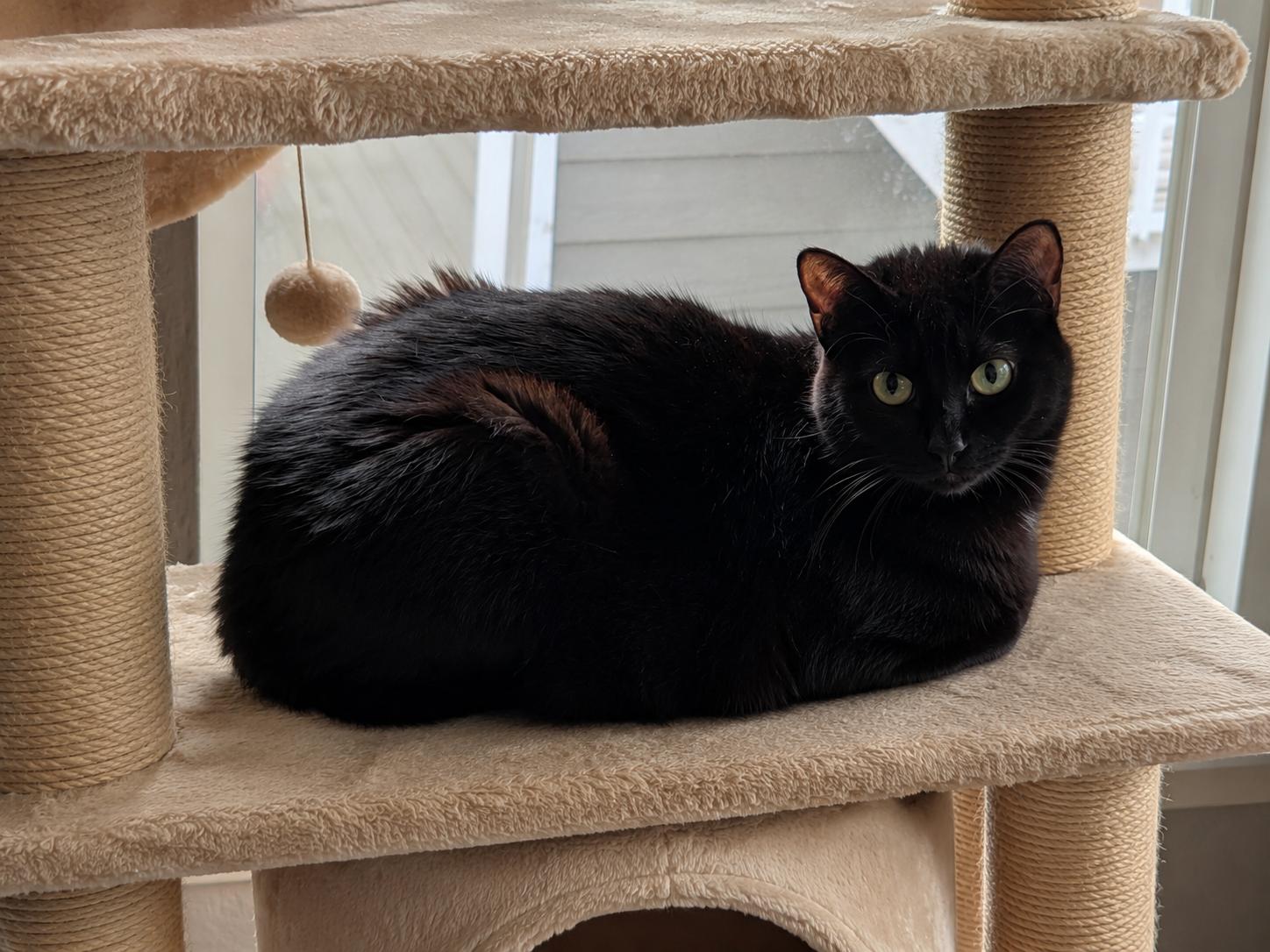 Onyx, a ADOPTABLE Domestic Short Hair in Bonney Lake, WA image 2/6