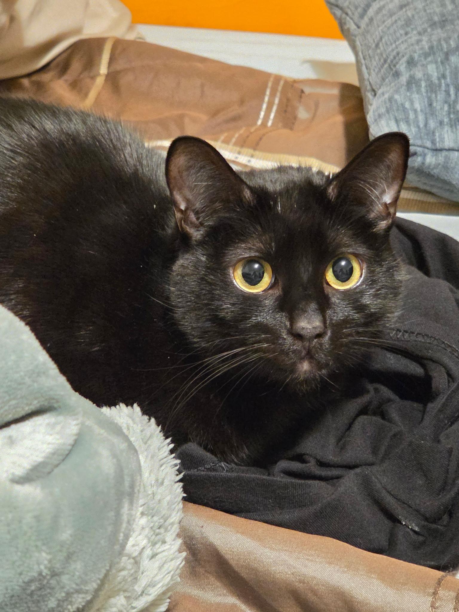Onyx, a ADOPTABLE Domestic Short Hair in Bonney Lake, WA image 3/6