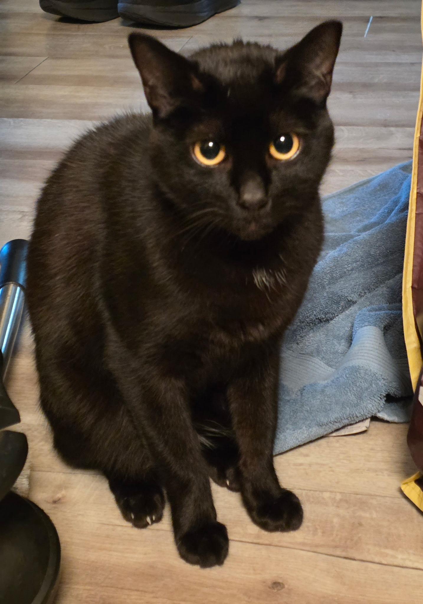 Onyx, a ADOPTABLE Domestic Short Hair in Bonney Lake, WA image 6/6