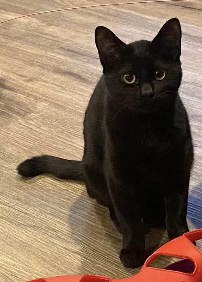 Onyx, a ADOPTABLE Domestic Short Hair in Bonney Lake, WA image 4/6