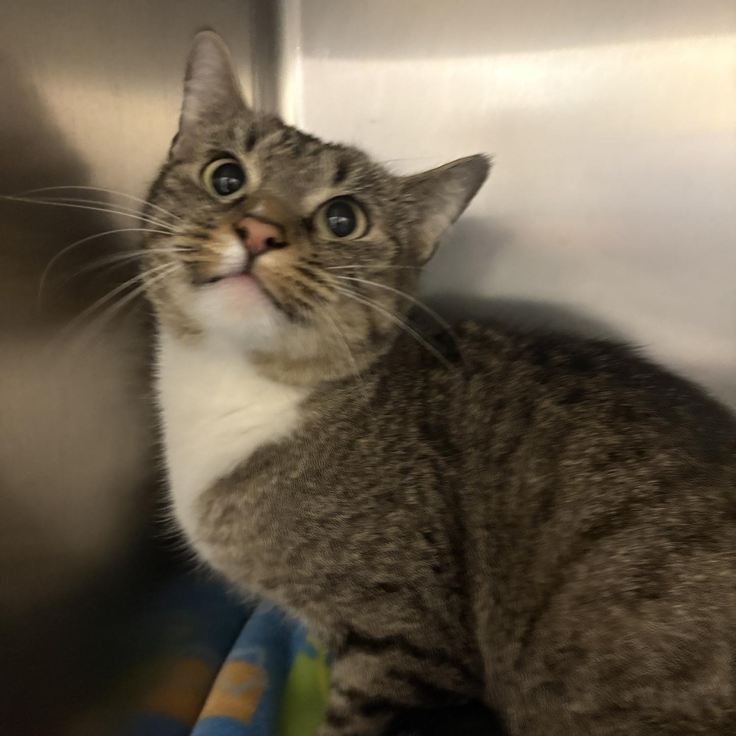 Enlarge Nickie, a ADOPTABLE Domestic Short Hair in Saint Charles, MO image 1/1