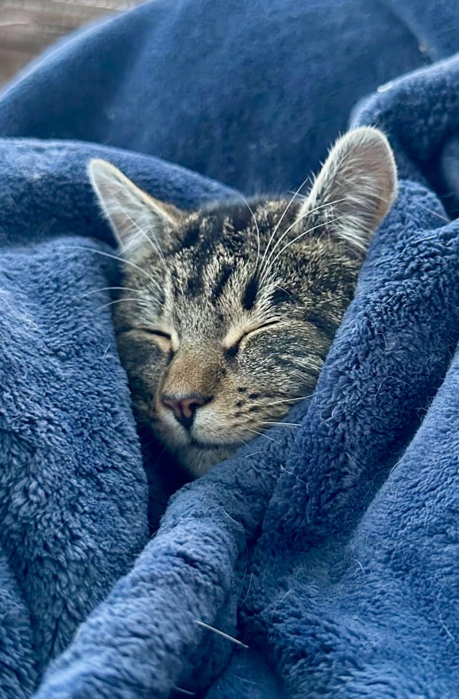 Enlarge Jamie, a ADOPTABLE Domestic Short Hair in Andover, CT image 5/5