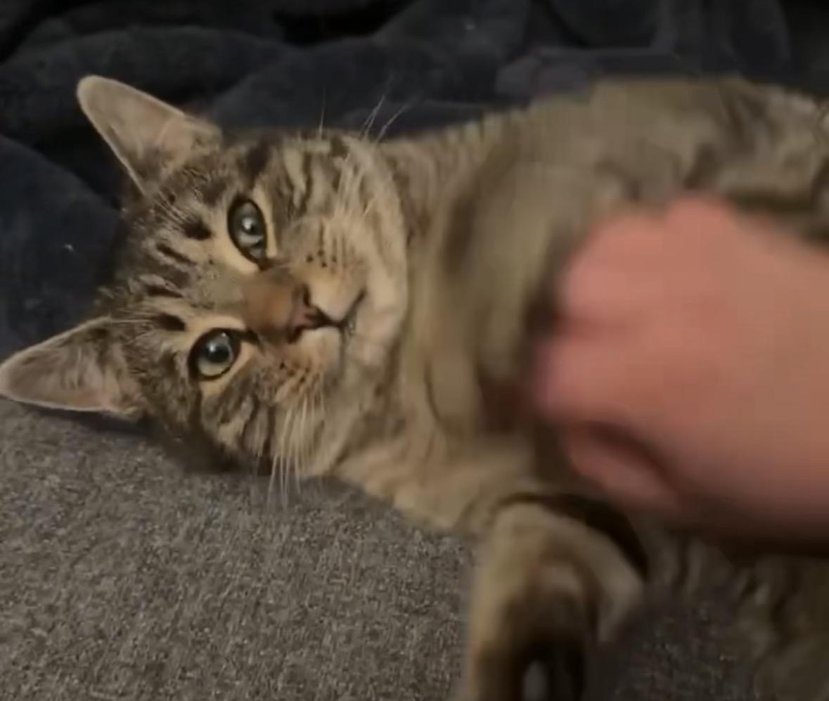 Enlarge Jamie, a ADOPTABLE Domestic Short Hair in Andover, CT image 3/5