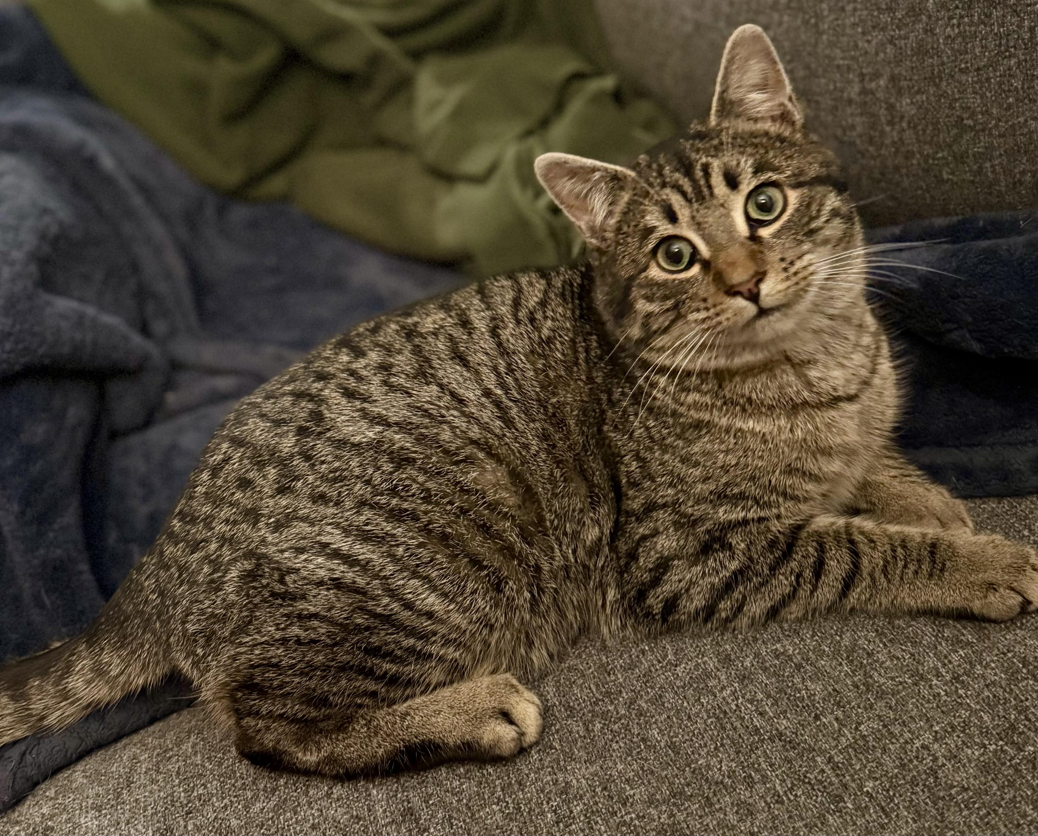 Jamie, ADOPTABLE, Young Male Domestic Short Hair.