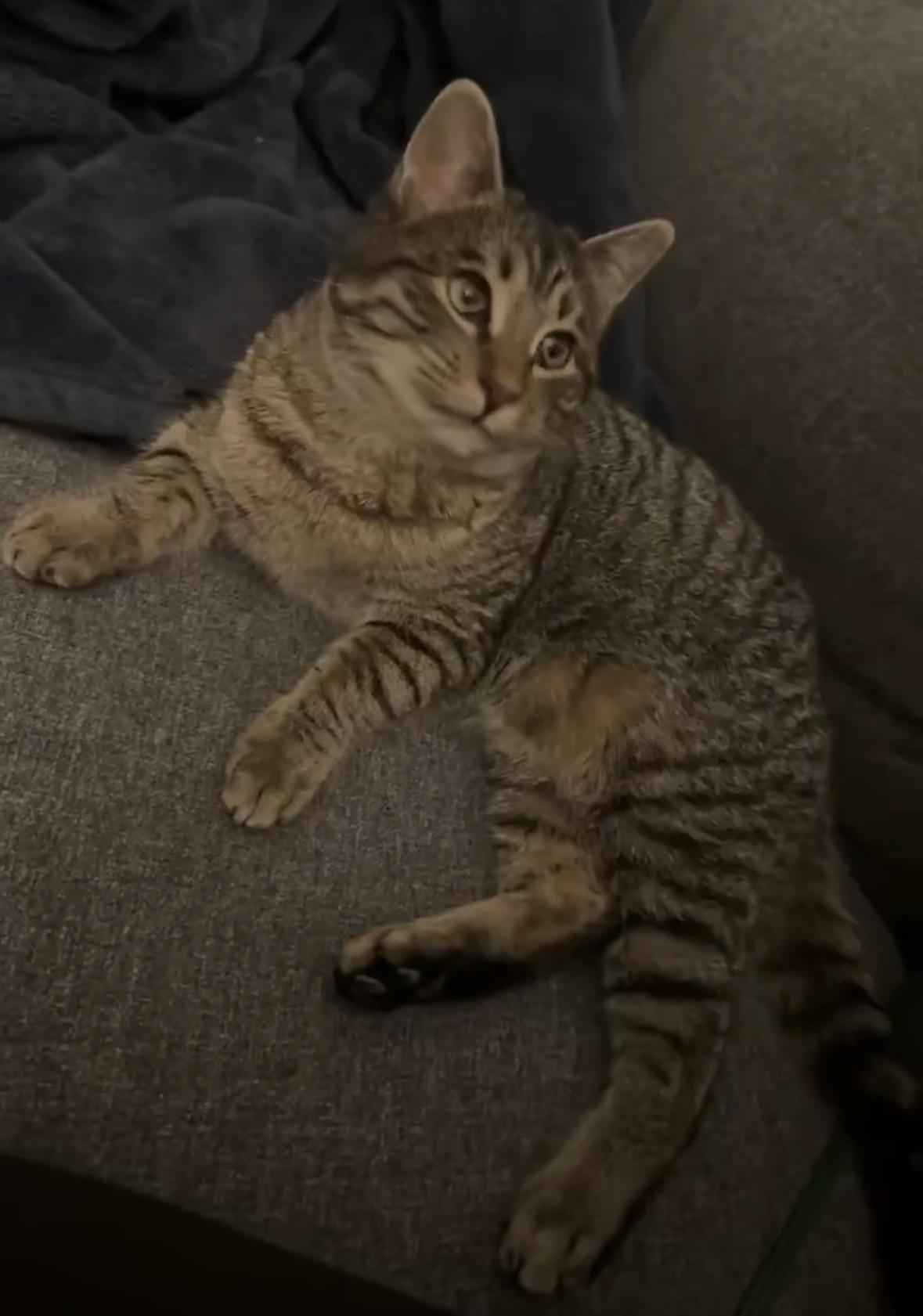 Enlarge Jamie, a ADOPTABLE Domestic Short Hair in Andover, CT image 4/5