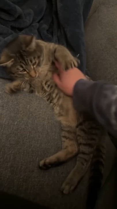 Enlarge Jamie, a ADOPTABLE Domestic Short Hair in Andover, CT video 2/5