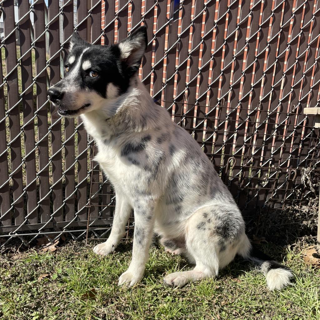 Enlarge Rascal, a Adoptable mixed breed in Brenham, TX image 5/6