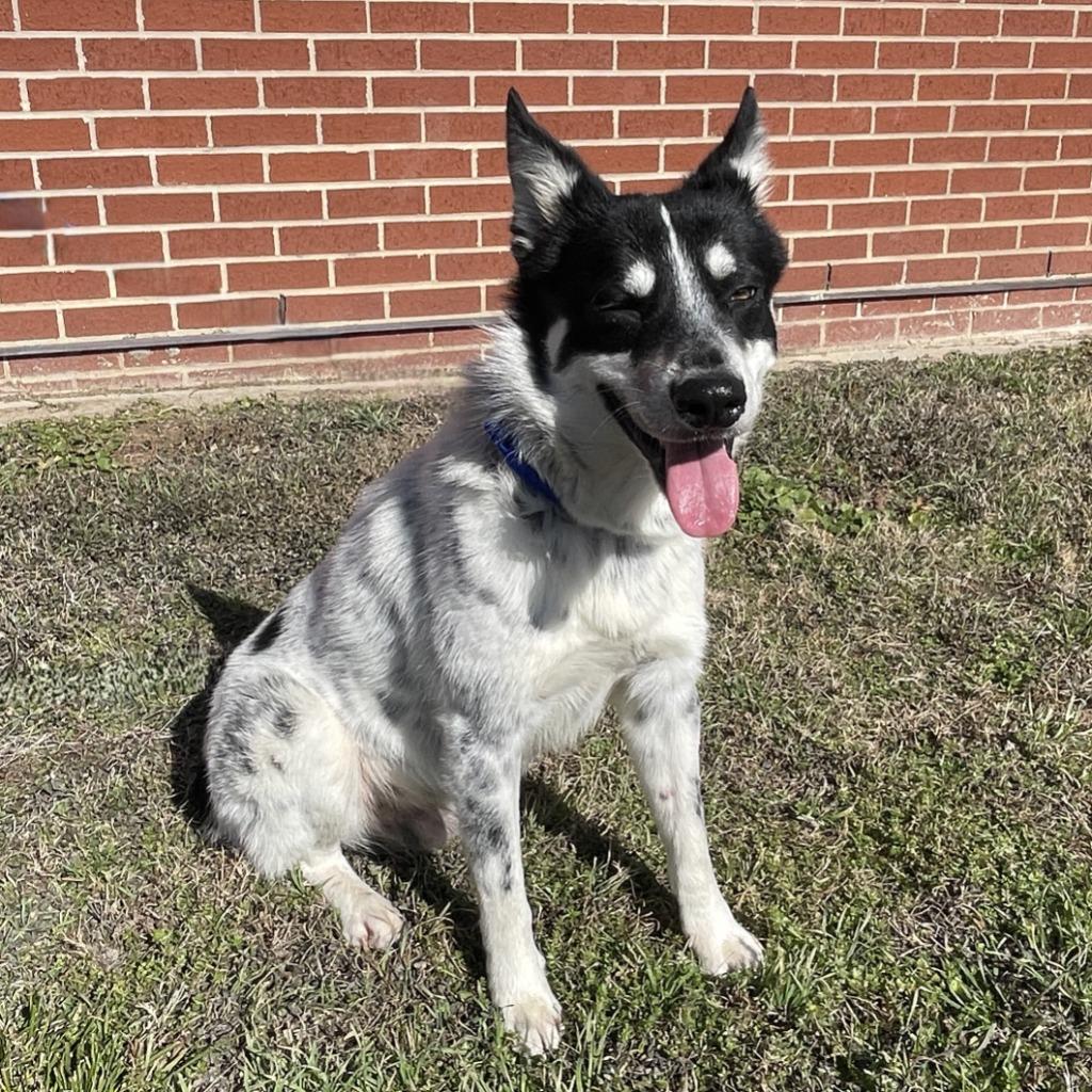 Enlarge Rascal, a Adoptable mixed breed in Brenham, TX image 2/6