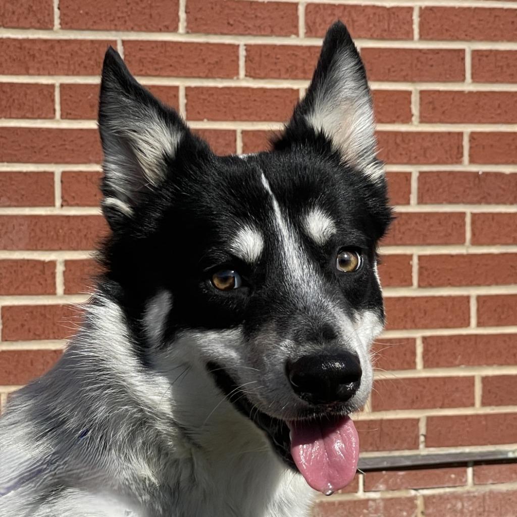 Enlarge Rascal, a Adoptable mixed breed in Brenham, TX image 1/6