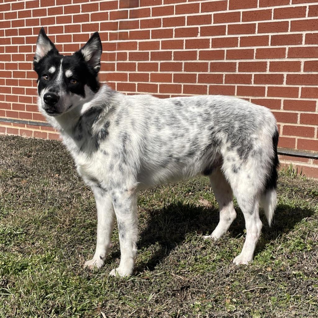 Enlarge Rascal, a Adoptable mixed breed in Brenham, TX image 3/6