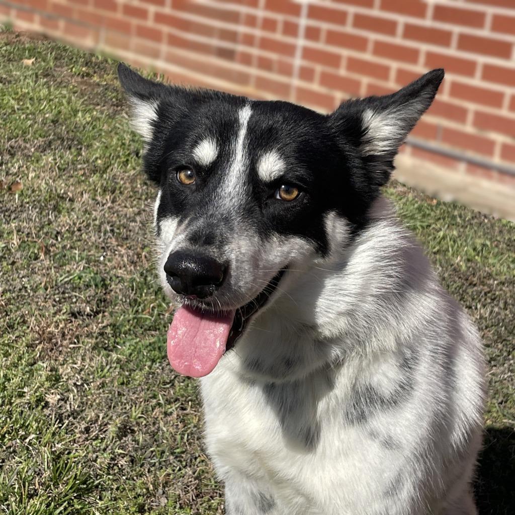 Enlarge Rascal, a Adoptable mixed breed in Brenham, TX image 4/6