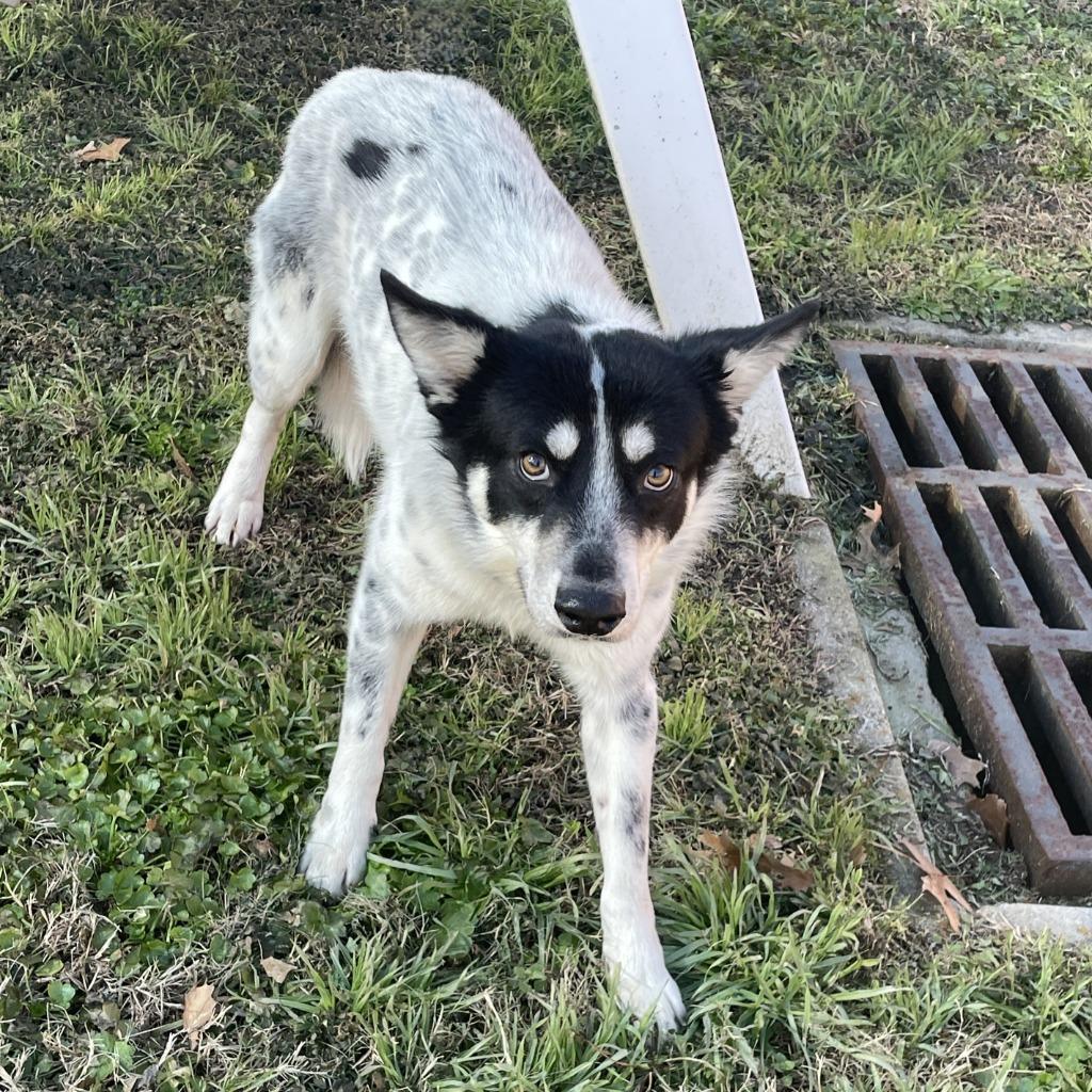 Enlarge Rascal, a Adoptable mixed breed in Brenham, TX image 6/6