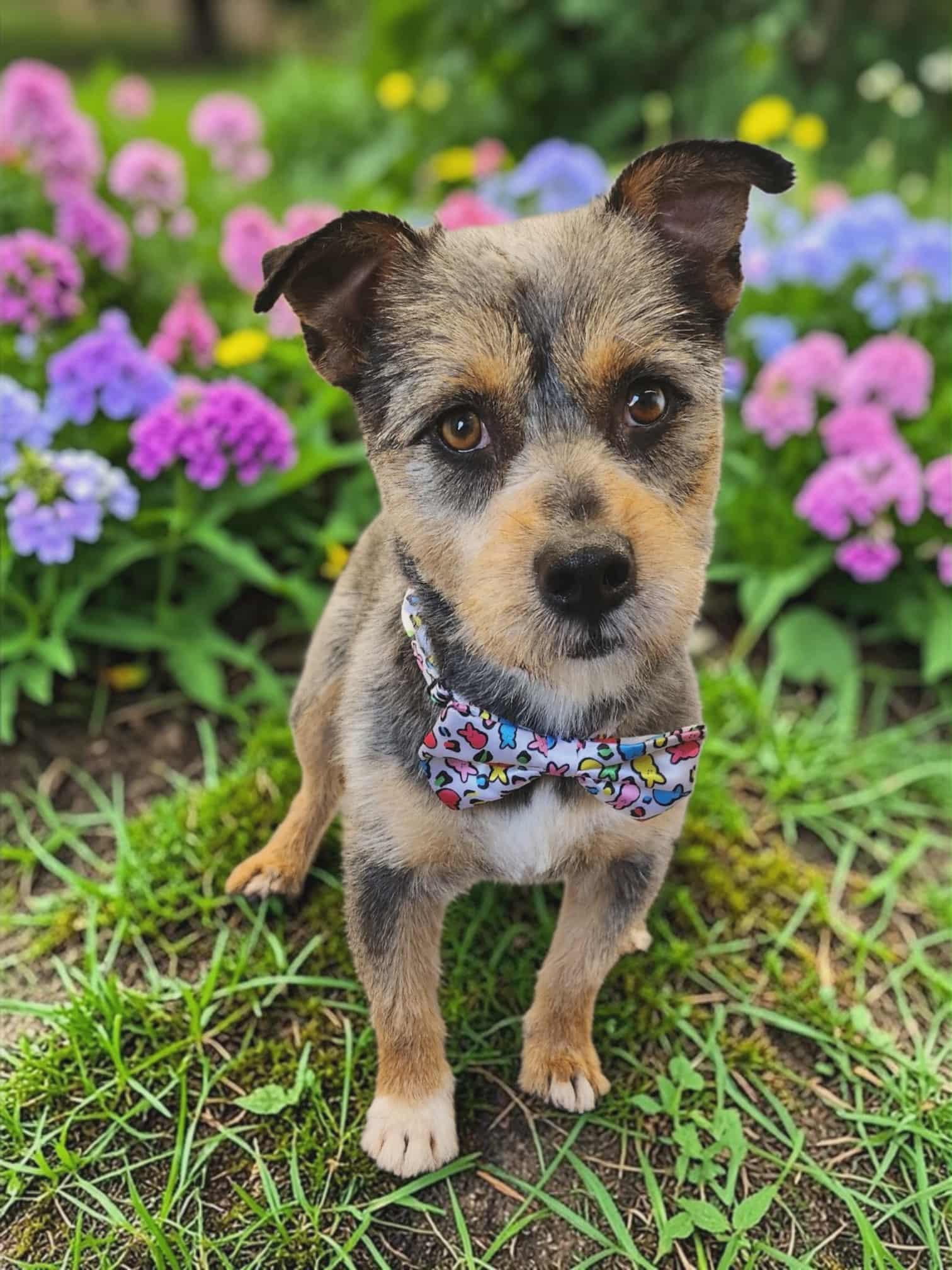 Enlarge Benji, an adopted mixed breed in Aurora, NE image 1/3