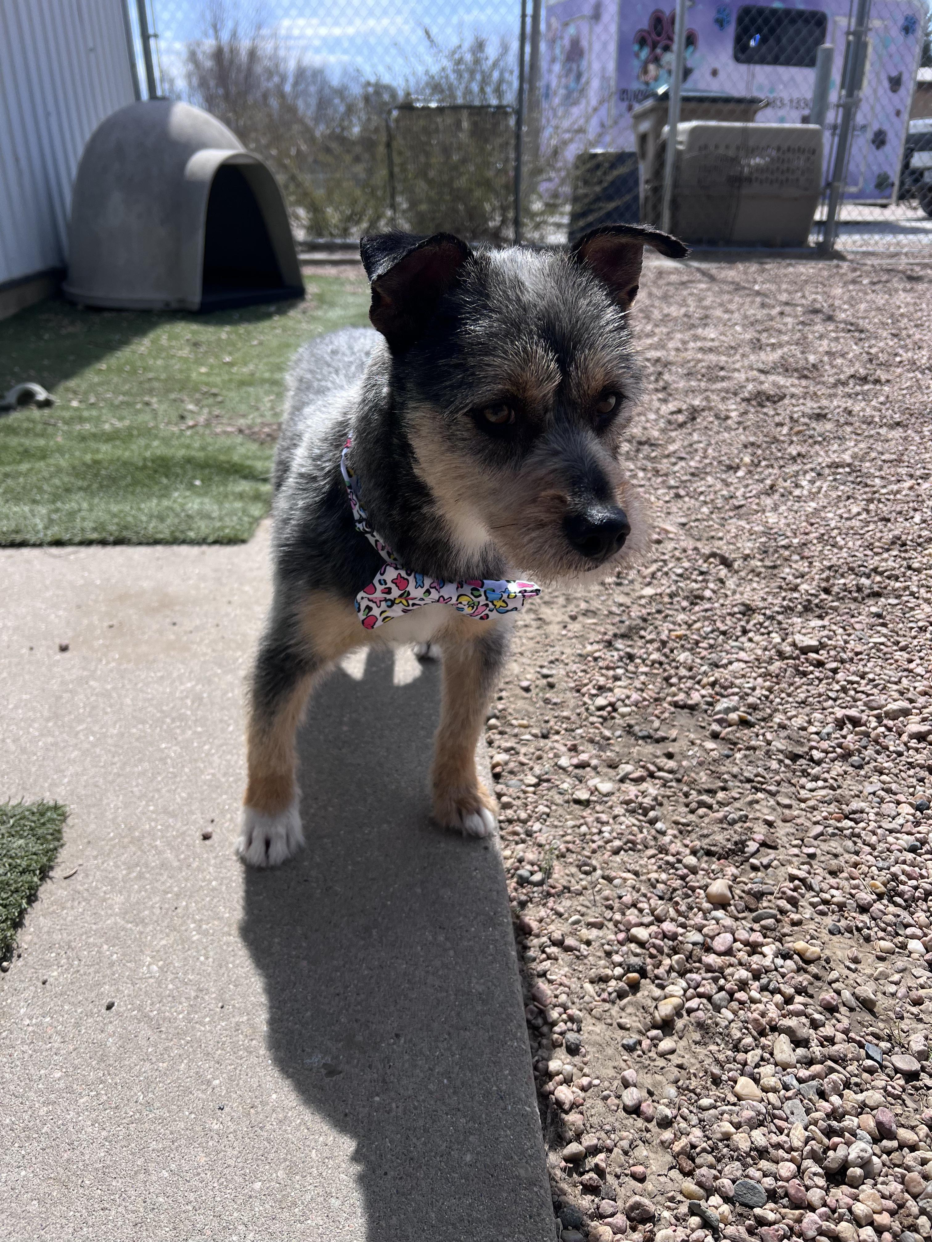 Enlarge Benji, an adopted mixed breed in Aurora, NE image 2/3