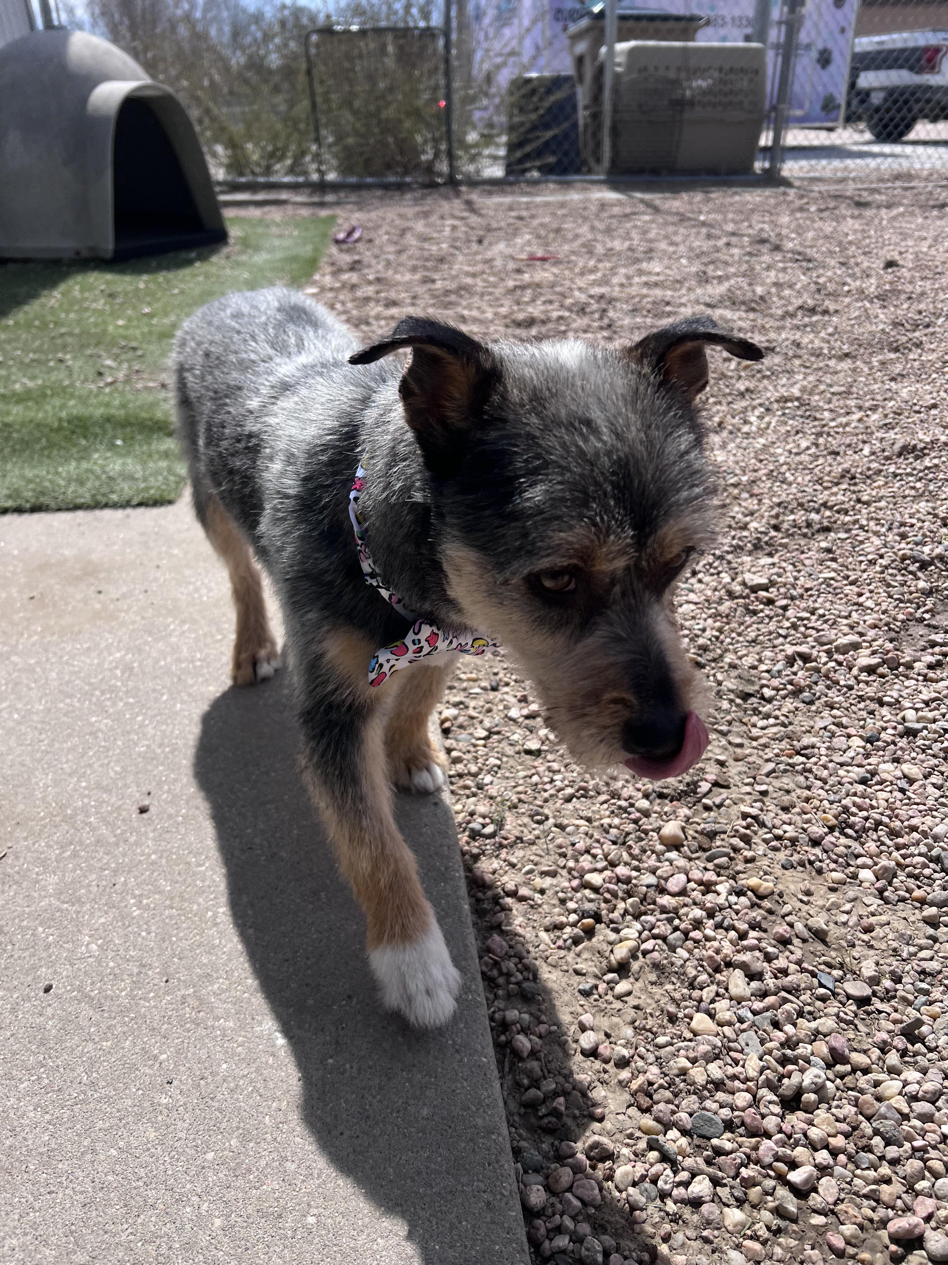 Enlarge Benji, an adopted mixed breed in Aurora, NE image 3/3