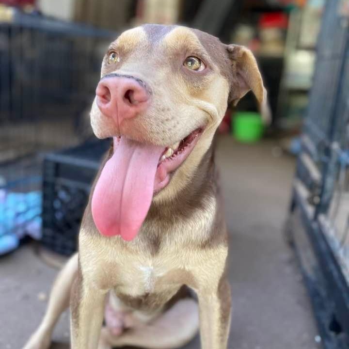 Enlarge Rugby, a Adoptable mixed breed in Federal Way, WA image 11/11