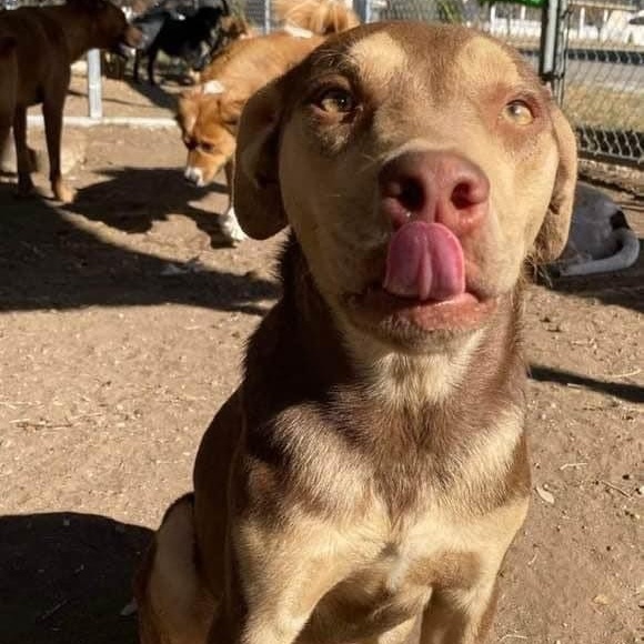 Enlarge Rugby, a Adoptable mixed breed in Federal Way, WA image 7/11