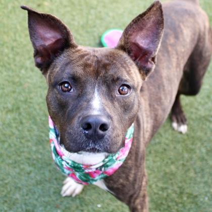 Charlie, Adoptable, Adult Female Terrier & Mixed Breed.