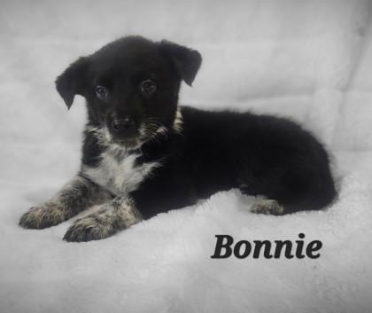 Bonnie
