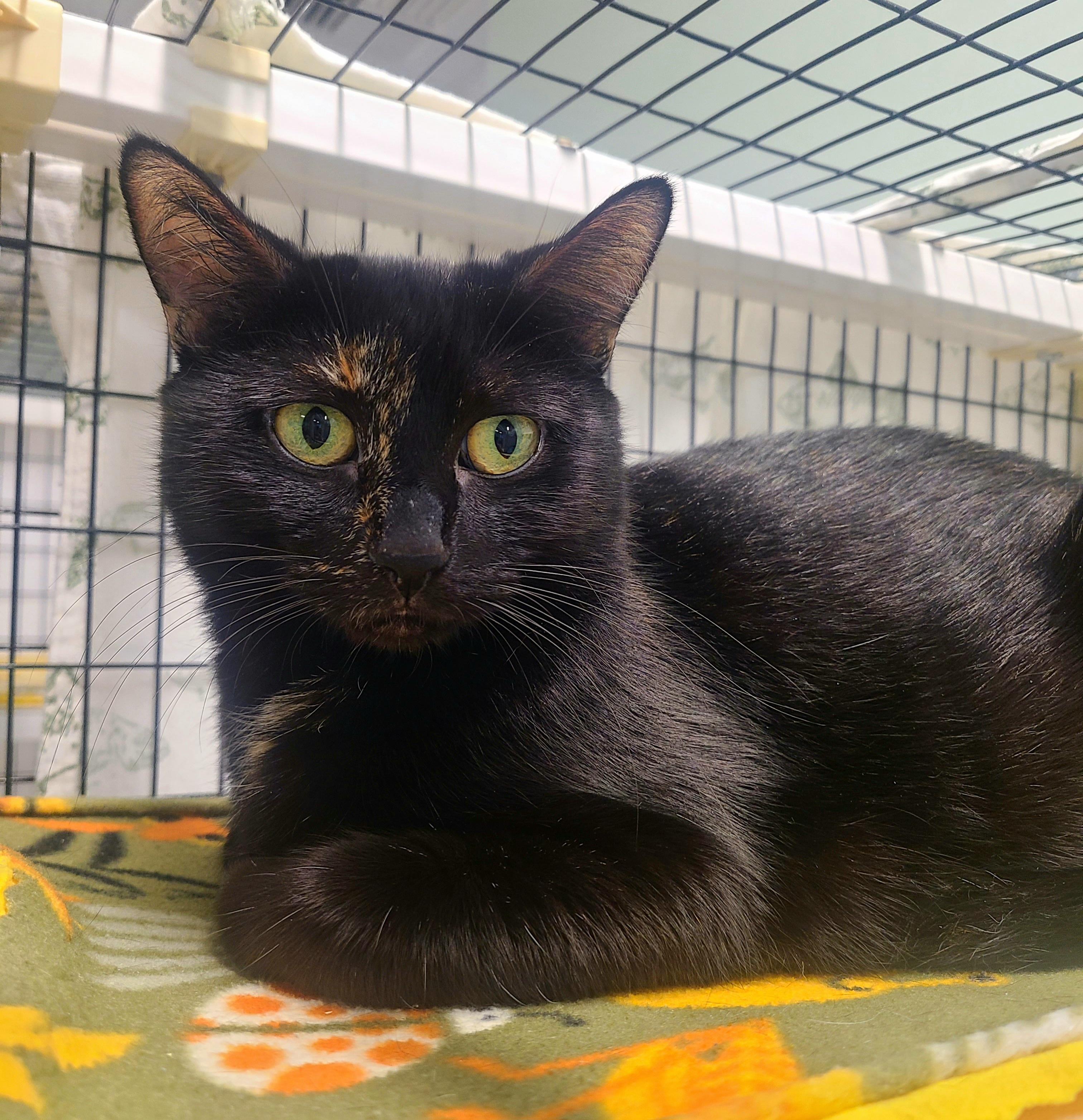 Simone, ADOPTABLE, Adult Female Domestic Short Hair.