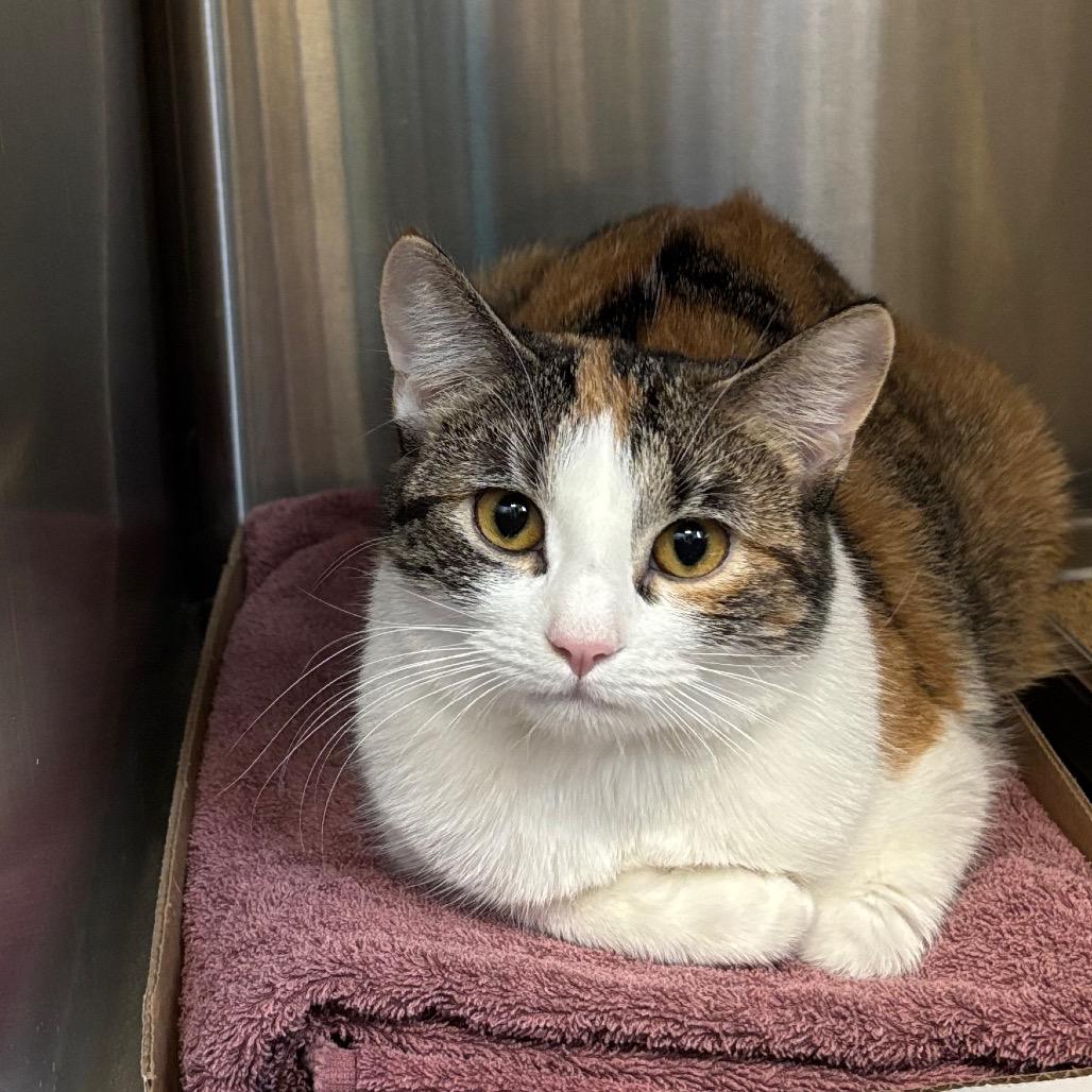 Enlarge White Pony, a Adoptable Domestic Short Hair in Davenport, IA image 1/3