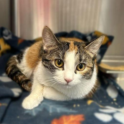 Enlarge White Pony, a Adoptable Domestic Short Hair in Davenport, IA image 2/3