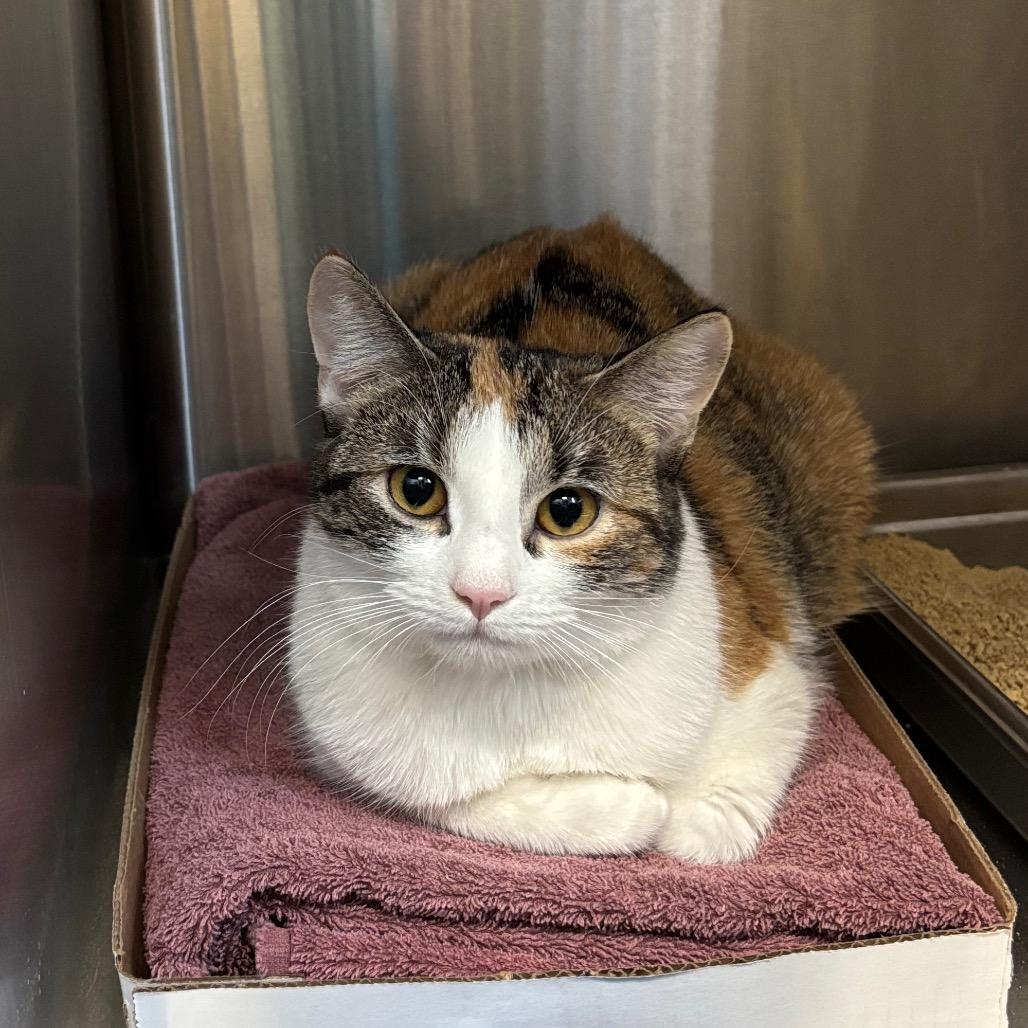 Enlarge White Pony, a Adoptable Domestic Short Hair in Davenport, IA image 3/3