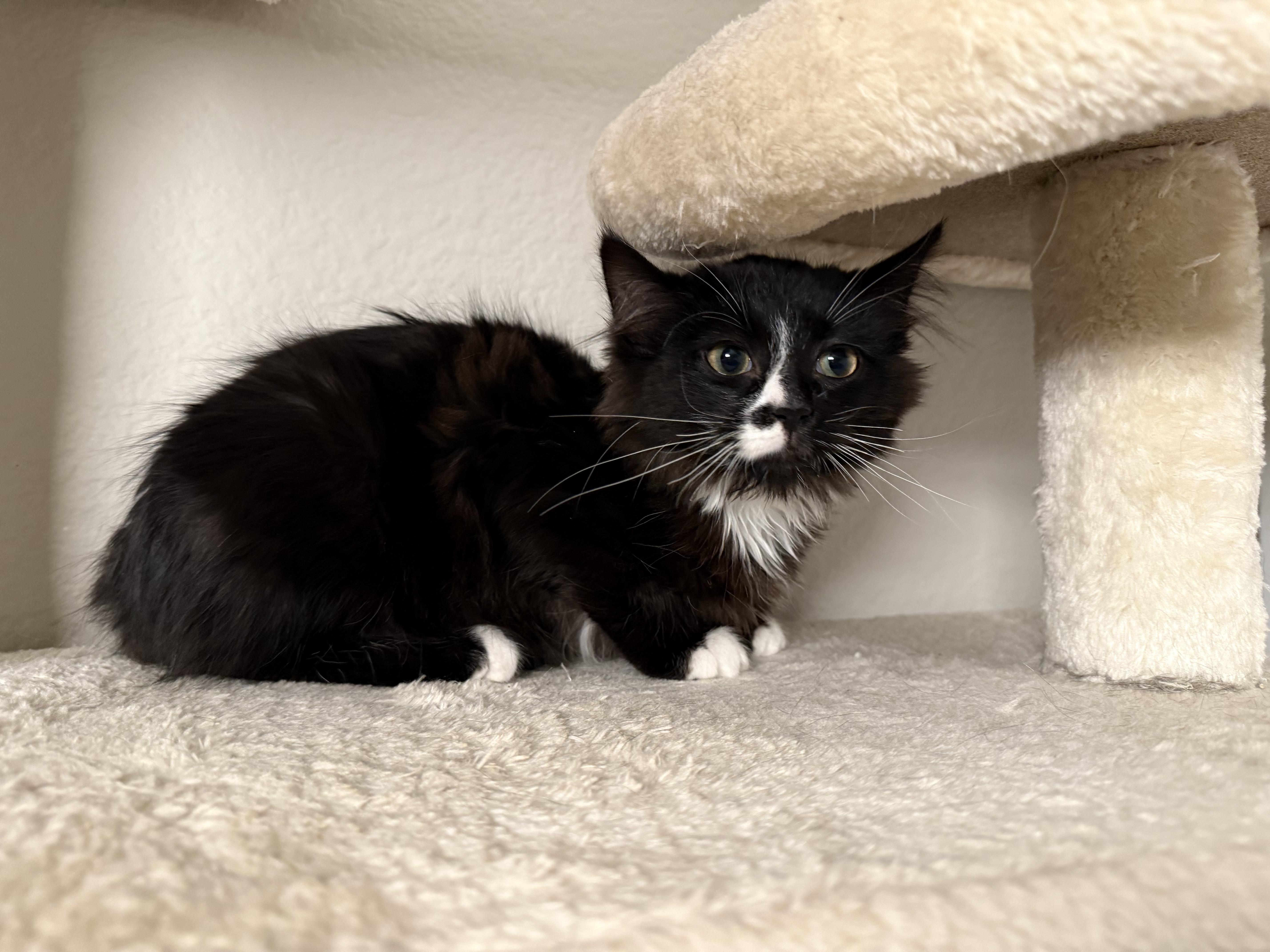 Enlarge Ozzy, a ADOPTABLE Domestic Long Hair in Long Beach, CA image 3/4
