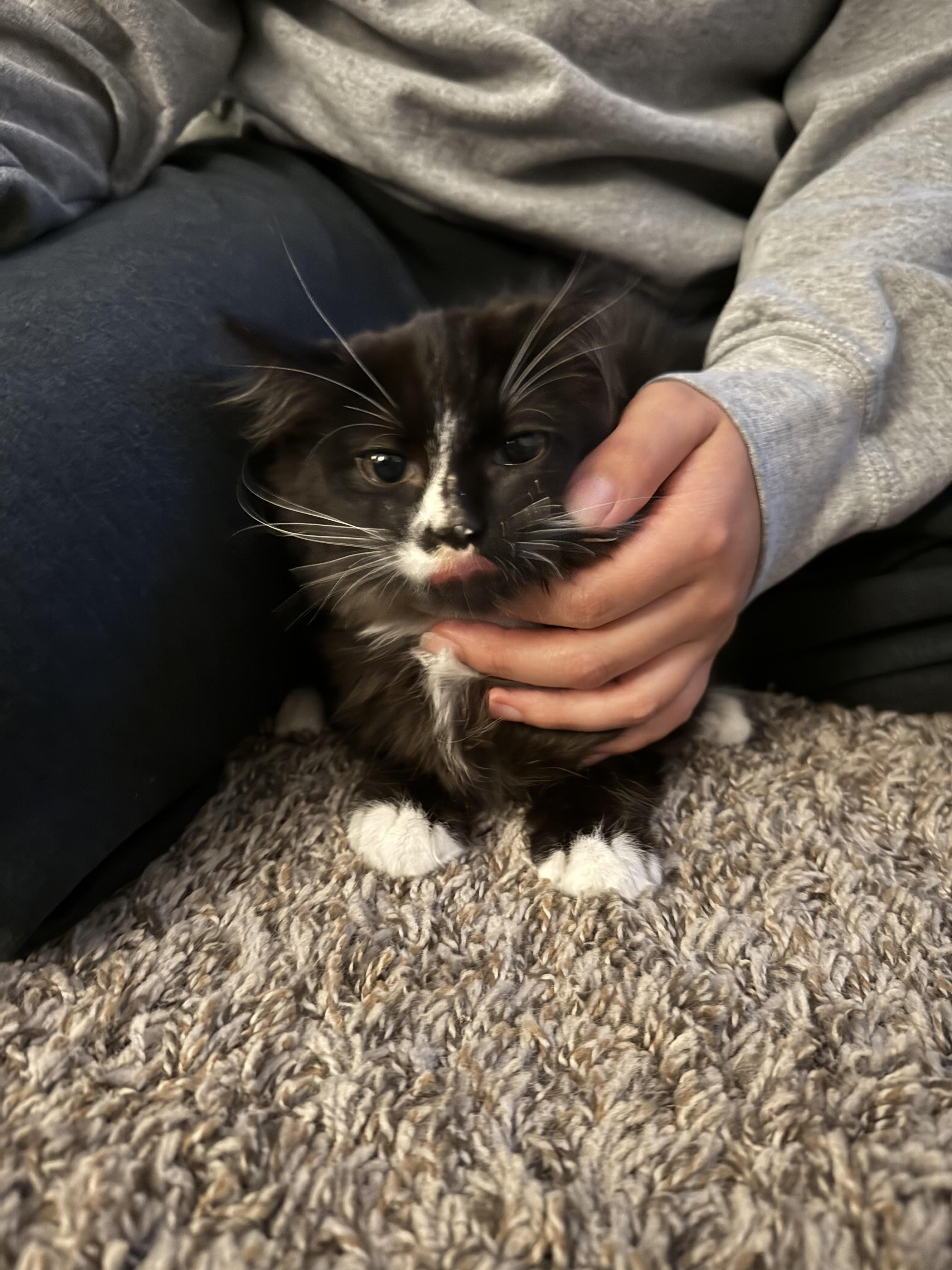 Enlarge Ozzy, a ADOPTABLE Domestic Long Hair in Long Beach, CA image 1/4
