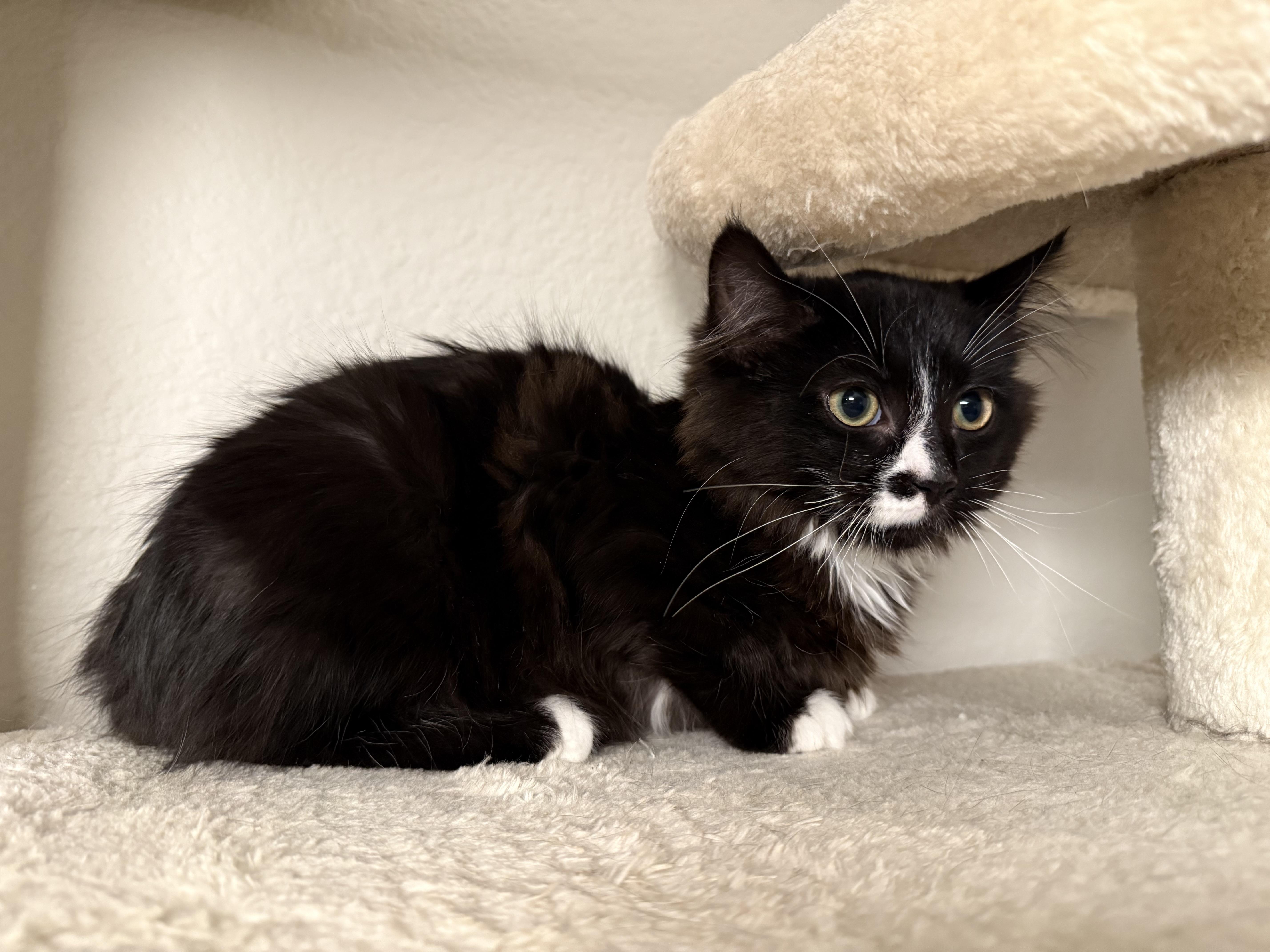 Enlarge Ozzy, a ADOPTABLE Domestic Long Hair in Long Beach, CA image 4/4