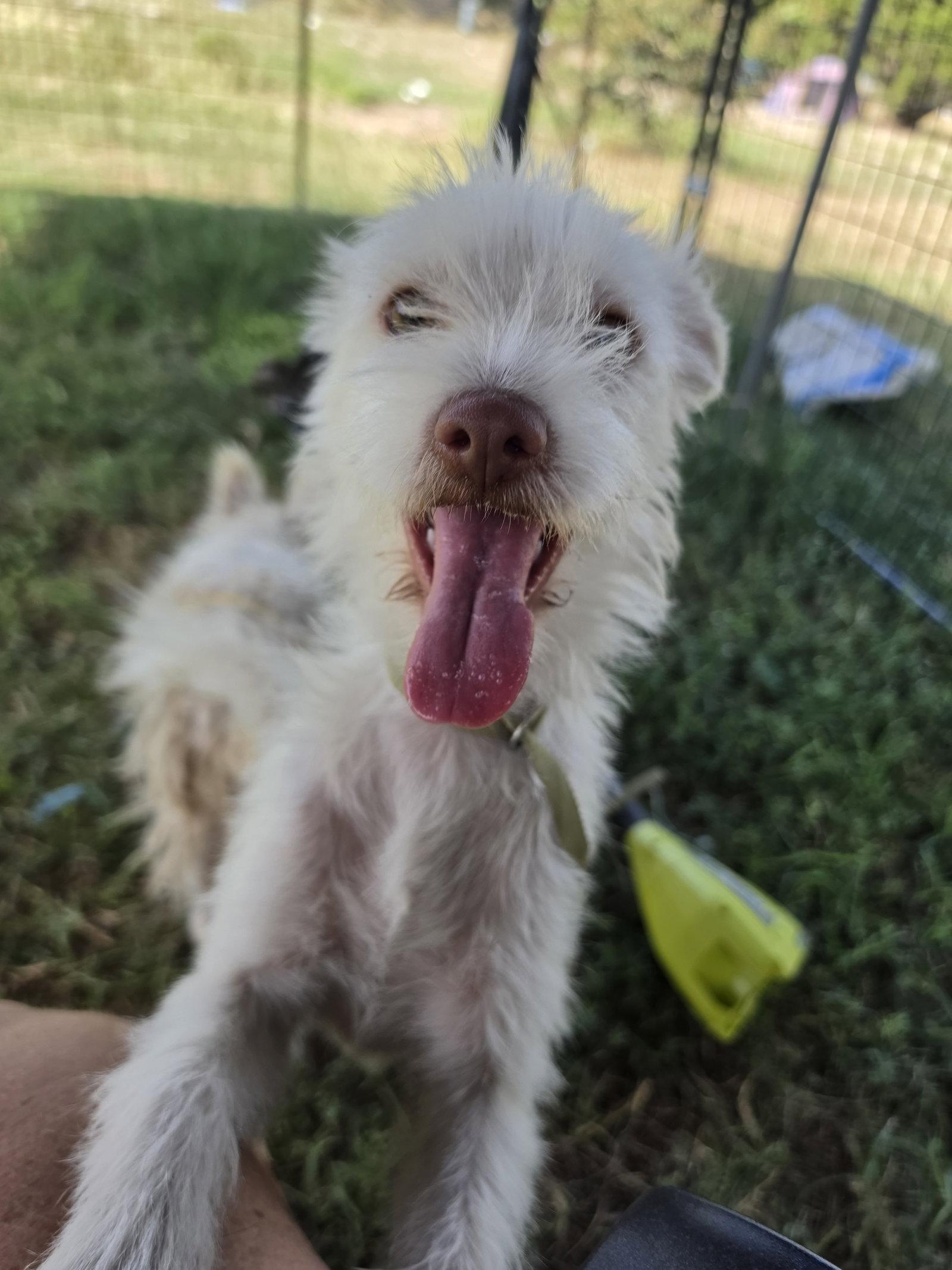 Princess Summer, Adoptable, Young Female Terrier & Schnauzer.