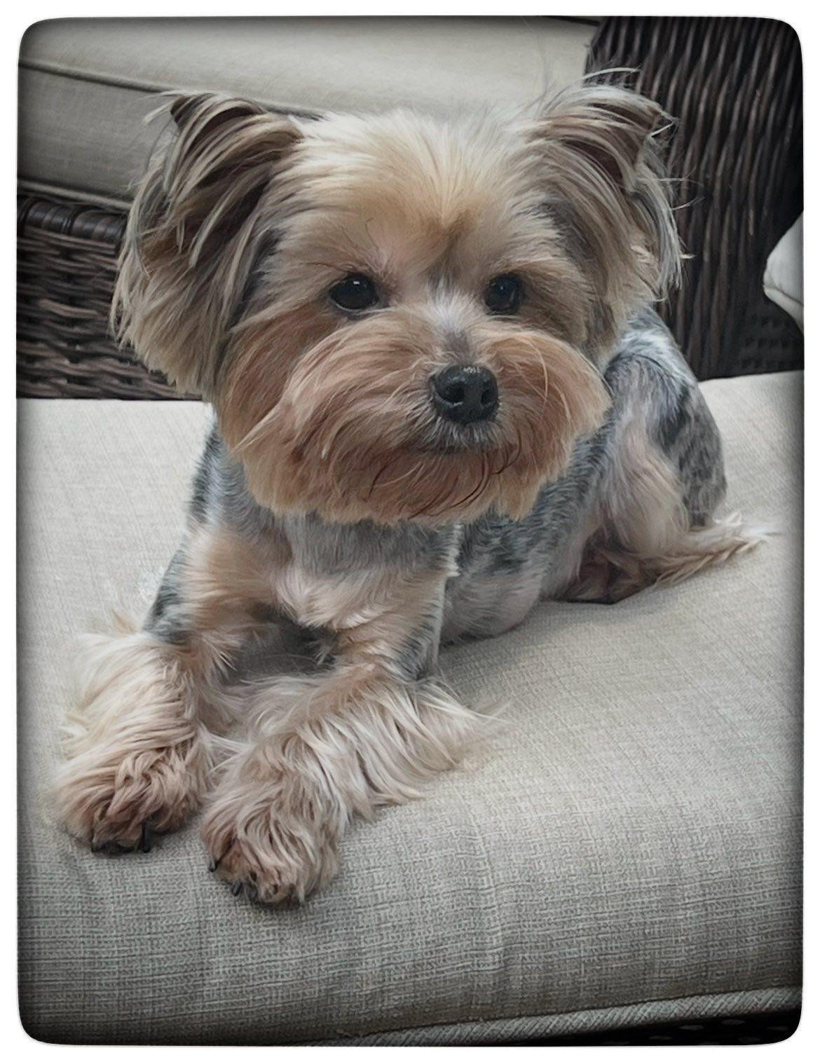 Roni, ADOPTABLE, Young Female Yorkshire Terrier.