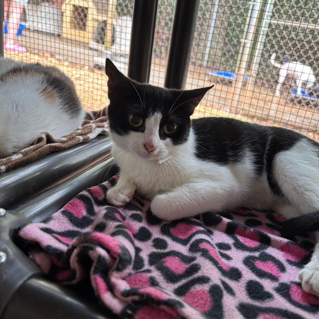 Enlarge Rosie, a Adoptable Domestic Short Hair in Enterprise, AL image 1/1