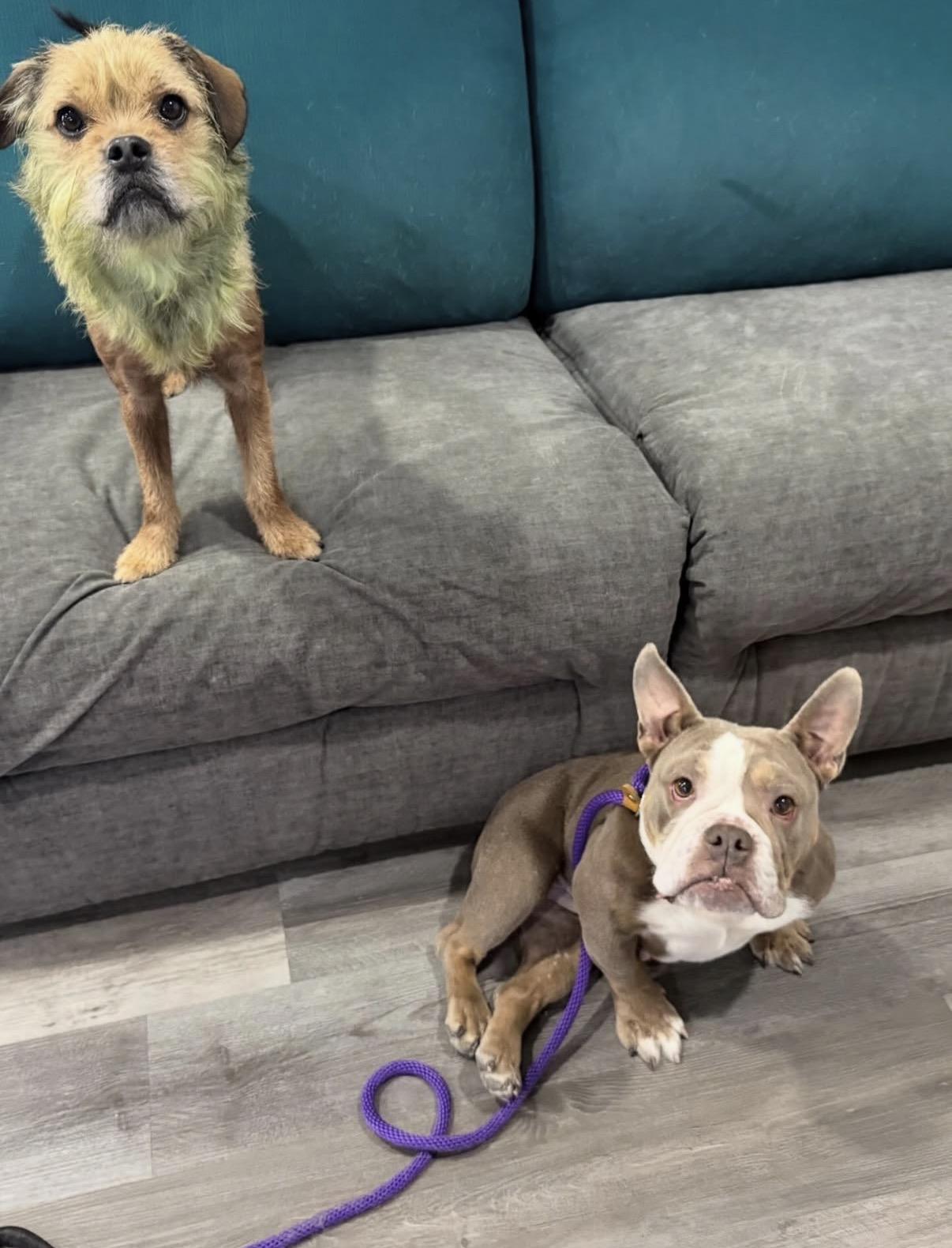 Bunny, a ADOPTABLE mixed breed in Las Vegas, NV image 3/6