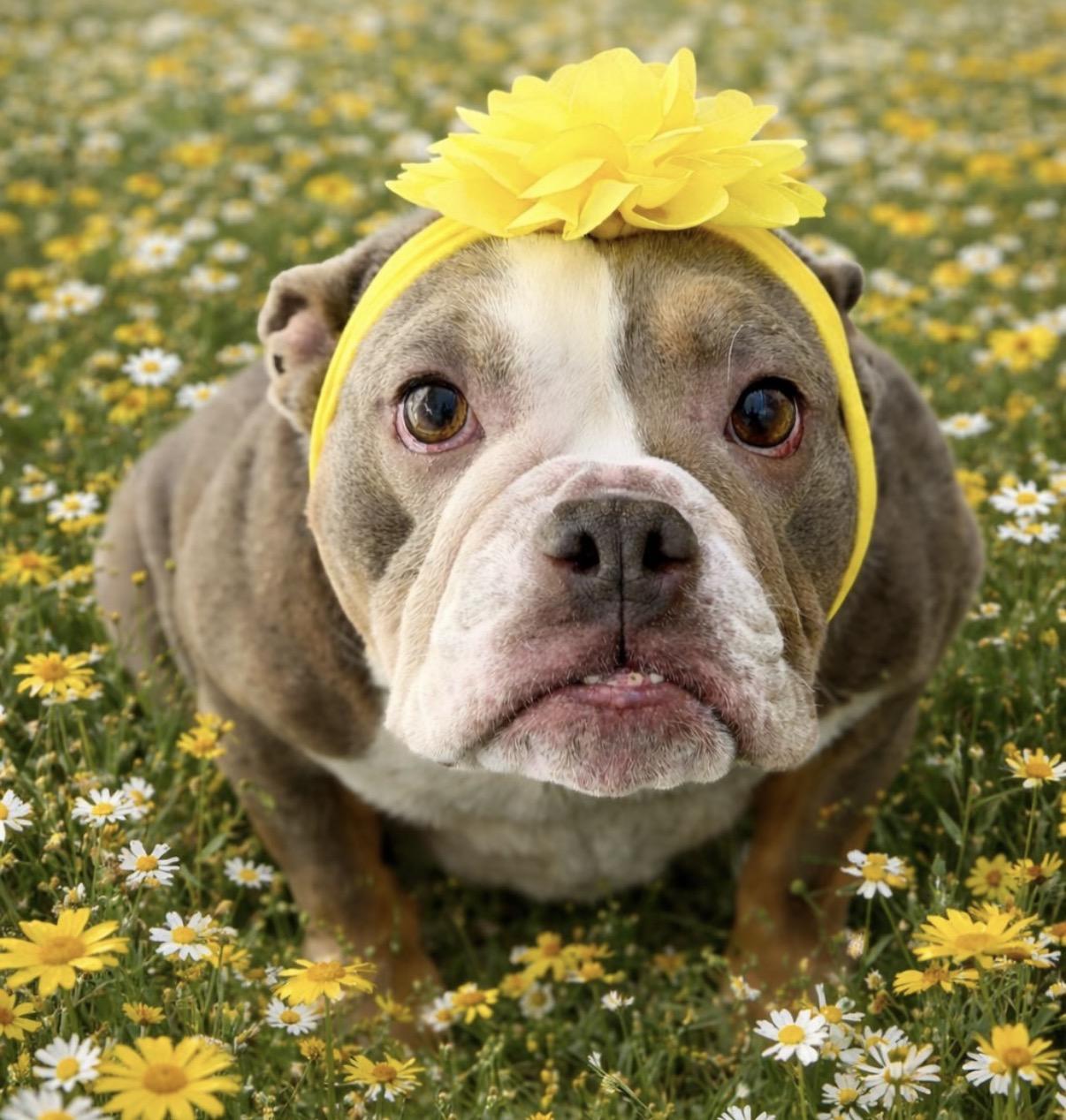 Bunny, ADOPTABLE, Young Female Bulldog.